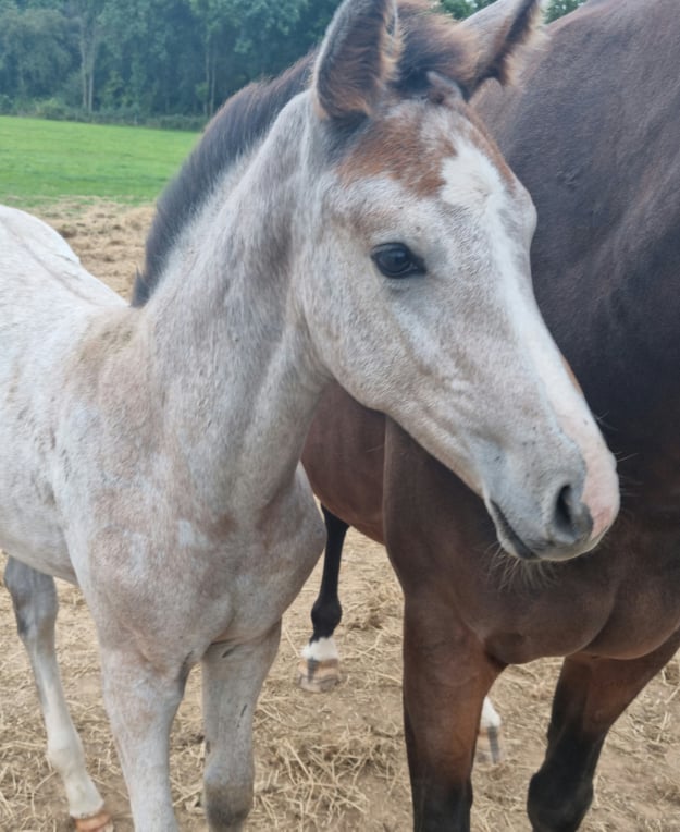 Trakehner foals